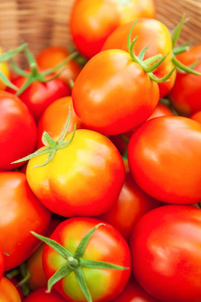 istock Fresh organic tomatoes are ripe in wicker basket. Organic tomatoes are produced form Sakon Nakhon Province, Northeastern Thailand. Local wisdom. Agriculture, Farming. Bright and colorful. Close. Shallow dept of field. 1085645030