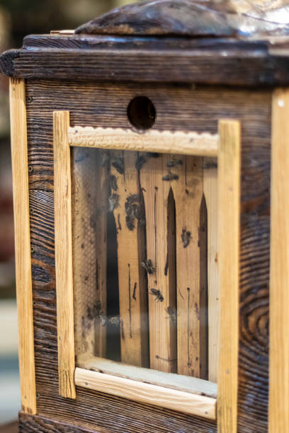 istock Some bees inside a wooden box to make honey 1085645418