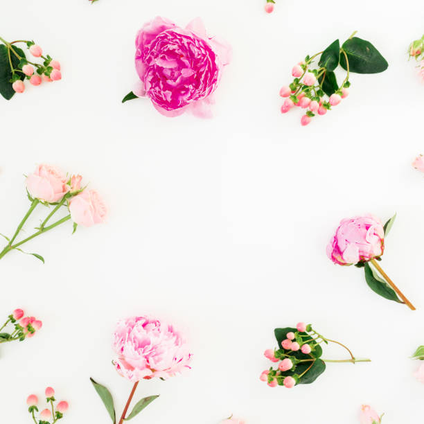 istock Floral frame of pink peonies, hypericum and roses flowers on white background. Flat lay, top view 1085647086