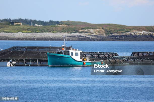 Fish Plants And Salmon Farming Briar Island Nova Scotia Canada Stock Photo - Download Image Now