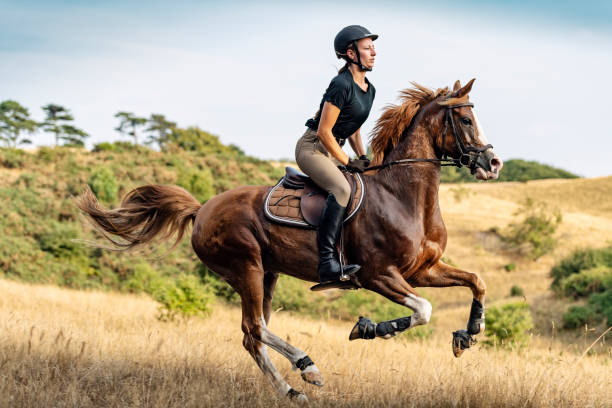 istock Horseback rider riding her horse. 1085649082