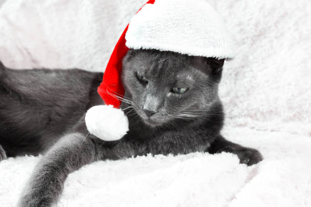istock Blue cat. Merry Christmas concept. 1085652574