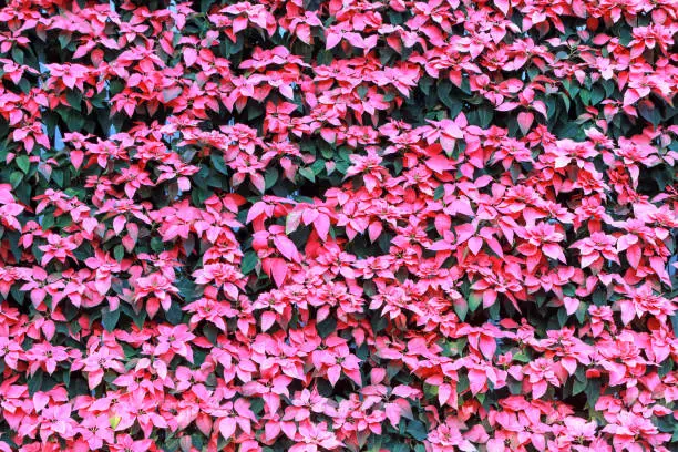 Photo of pink poinsettia or christmas star plant background