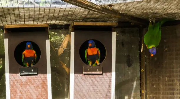 Photo of Rainbow lorikeet parrots sitting in birdhouses and one hanging on the ceiling in the aviary, colorful birds from australia