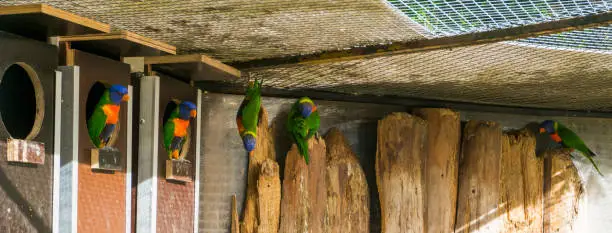 Photo of family of rainbow lorikeet parrots in the aviary, colorful birds from Australia