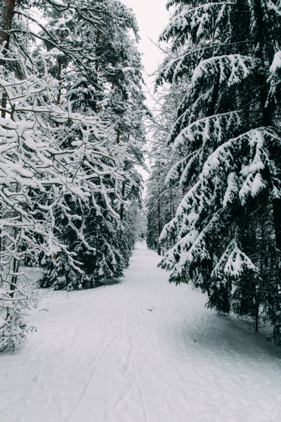 istock magical snow covered trees. beautiful winter landscape 1085663776