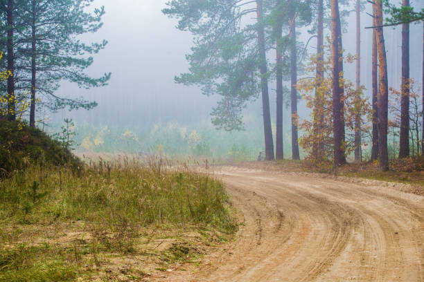 istock An autumn forest landscape. A dirt road through the pine trees, Latvia 1085663840