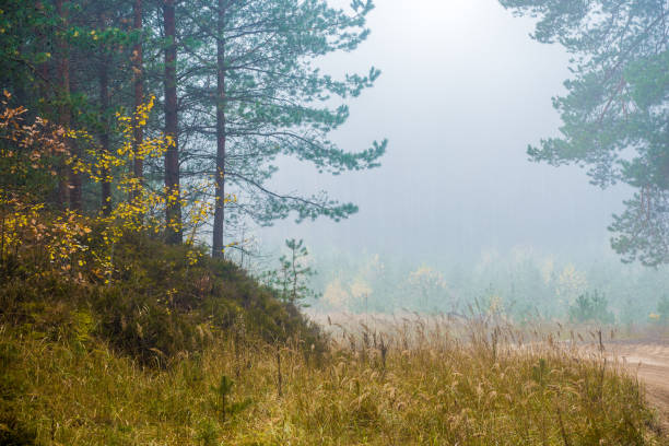 istock An autumn forest landscape. A dirt road through the pine trees, Latvia 1085663874