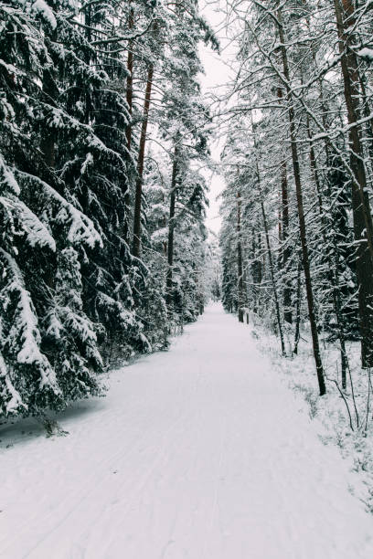 istock magical snow covered trees. beautiful winter landscape 1085667350