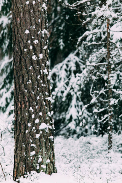 istock magical snow covered trees. beautiful winter landscape 1085667420