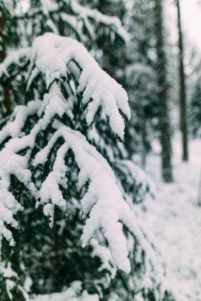 istock magical snow covered trees. beautiful winter landscape 1085667786