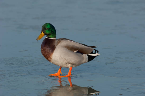 istock male mallard duck on the ice 1085669486