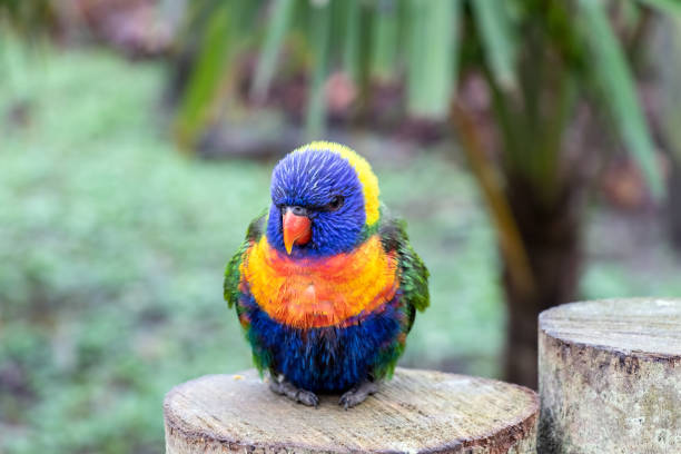 Rainbow lorikeet in a aviary Nice birds that are very easy to tame rainbow lorikeet photos stock pictures, royalty-free photos & images