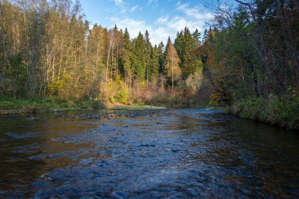 istock rocky forest river with low stream in summer 1085670258
