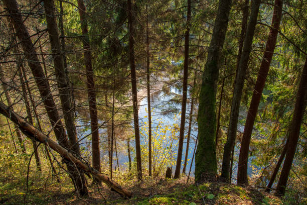 istock rocky forest river with low stream in summer 1085670272
