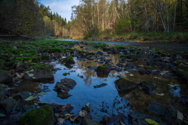 istock rocky forest river with low stream in summer 1085670274