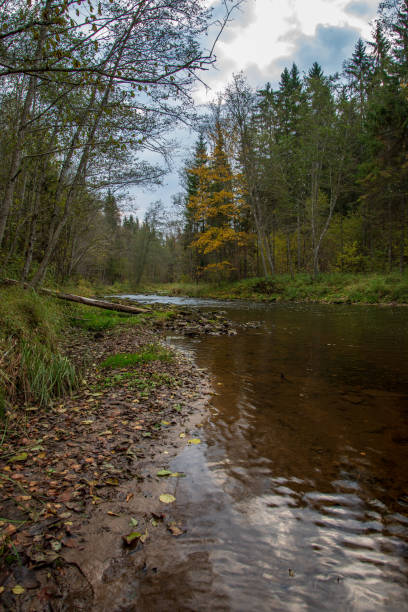 istock rocky forest river with low stream in summer 1085670294