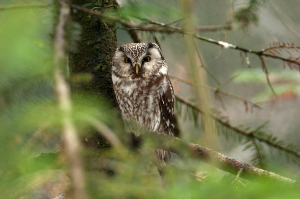 istock Boreal Owl or Tengmalm's Owl (Aegolius funereus) 1085673390
