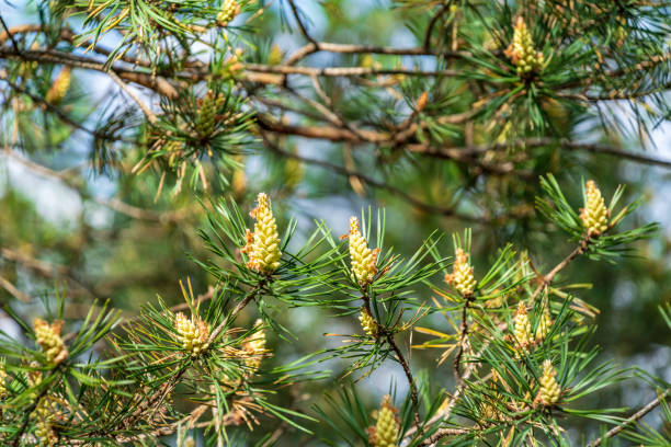 istock close up tree branches in autumn and nature details abstract 1085676166