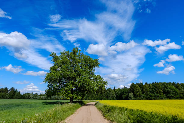 istock countryside road in summer with large trees on both sides 1085676260