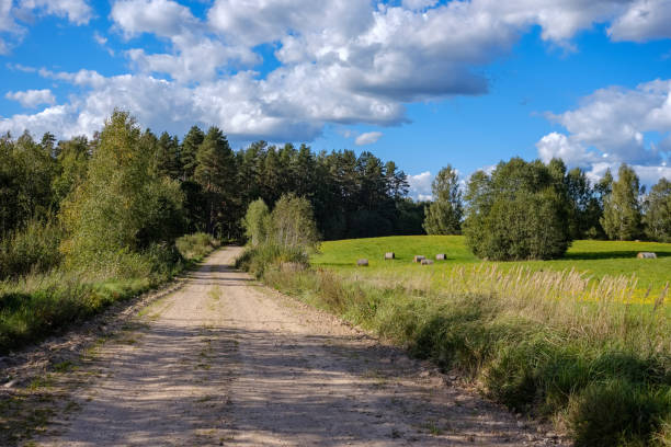 istock countryside road in summer with large trees on both sides 1085676326
