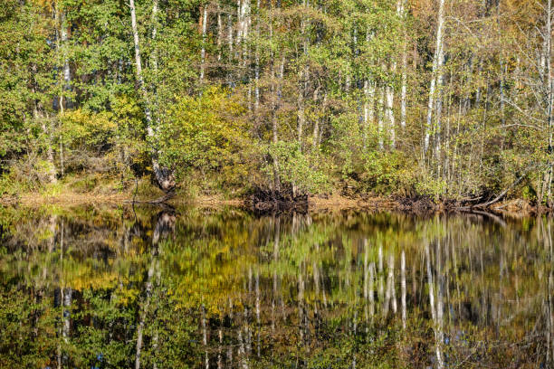 istock autumn forest landscape with colored trees and misty weather 1085676354