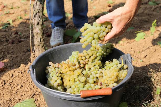 сбор винограда на виноградной верфи - chenin blanc стоковые фото и изображения