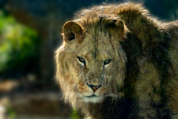istock male lion eyes close up 1085684136