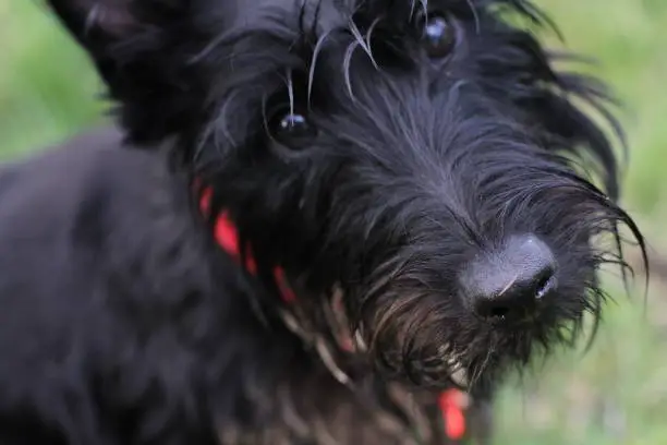 black Scottish terrier looks at the camera