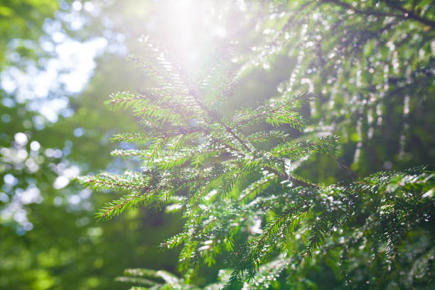 istock Mountain summer. Day. Green pine forest 1085687394