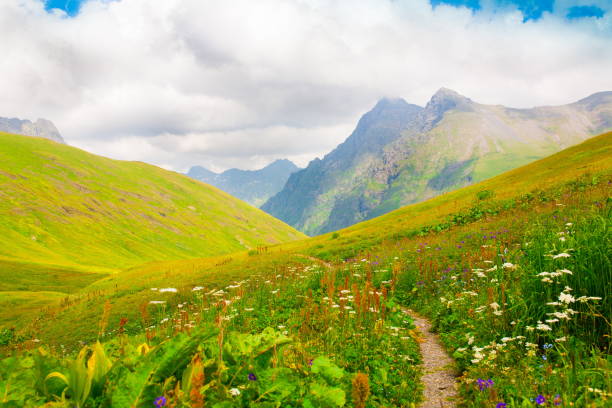 istock Mountain summer. Sunny day. Green grass and flowers 1085690410