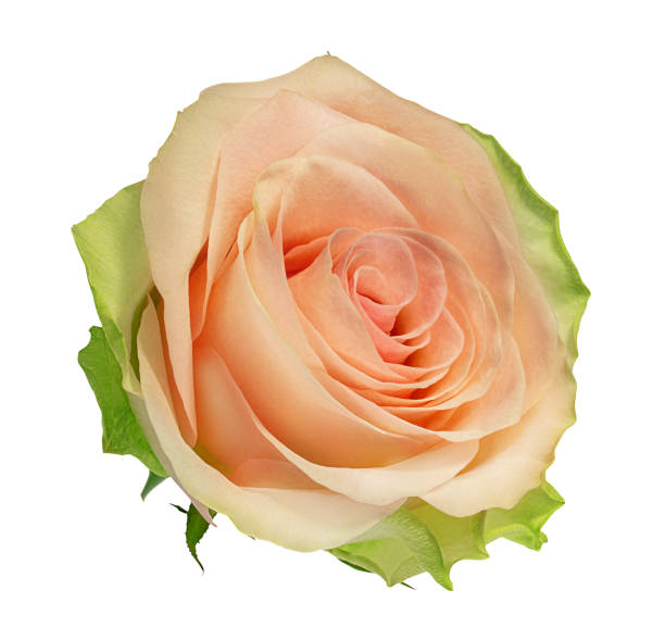 istock Beautiful  rose isolated on white background with clipping path 1085693904