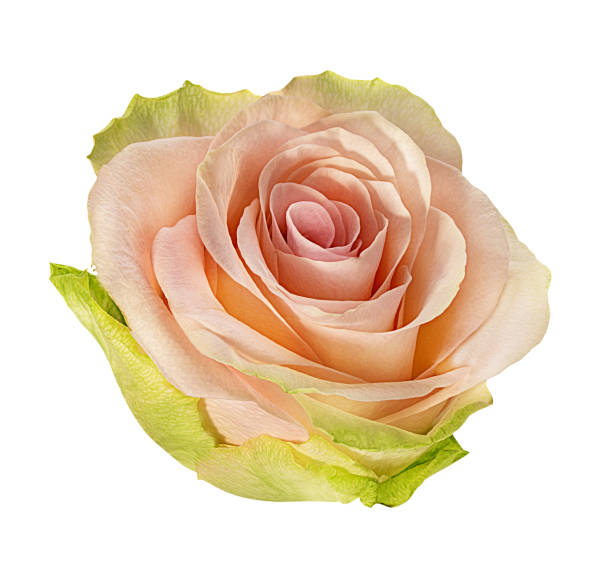 istock Beautiful  rose isolated on white background with clipping path 1085695520