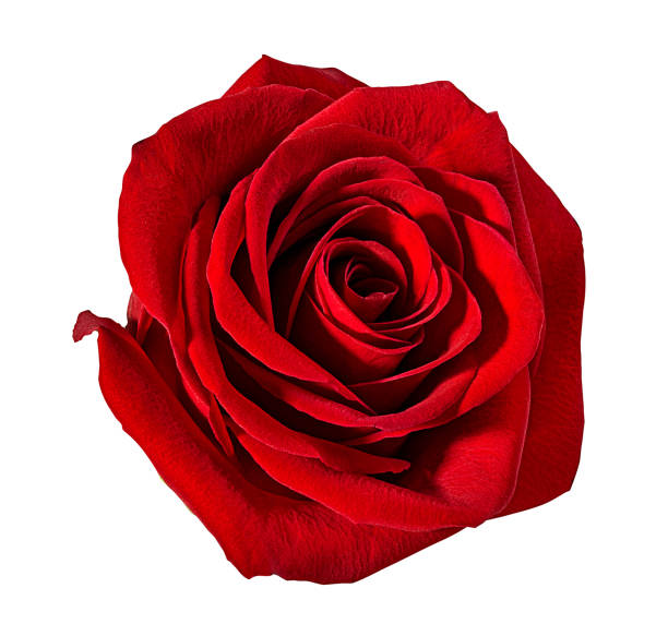 istock Beautiful red rose isolated on white background with clipping path 1085695742
