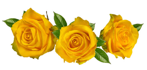istock Beautiful yellow roses isolated on white background with clipping path 1085699330