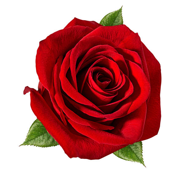 istock Beautiful red rose isolated on white background with clipping path 1085700576