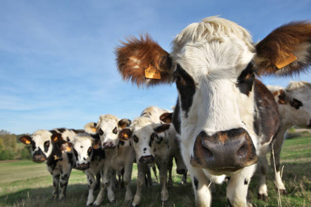 la vache temerario - normandía fotografías e imágenes de stock