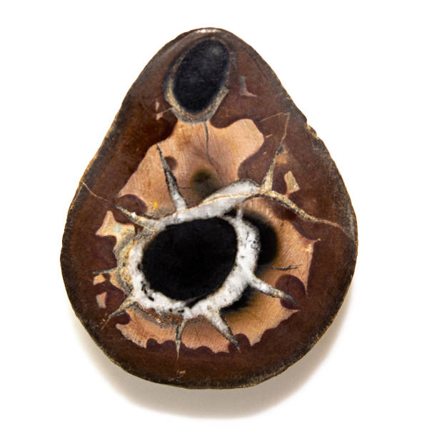 Natural septarian cut on white background isolated