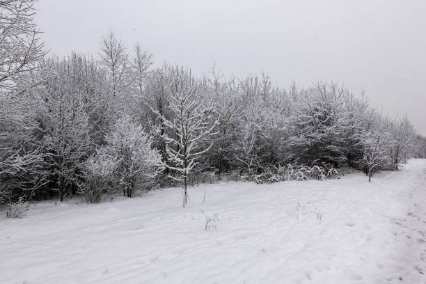istock Snow-covered tree branches. Trees in the snow. Winter frosty day. 1085706936