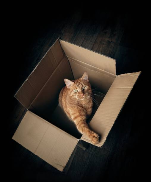 istock Cute ginger cat in a cardboard box looking curious to the camera. High angle view with copy space. 1085707614