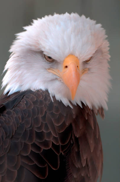 istock Portrait of an icon 1085710532