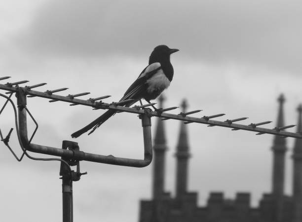 Eurasian Magpie Perched on Corrugated Roof Close-up in Polanów, West Pomeranian Voivodeship, Poland