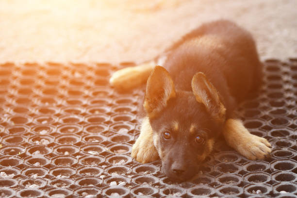 istock bored puppy dog looking at camera 1085713234