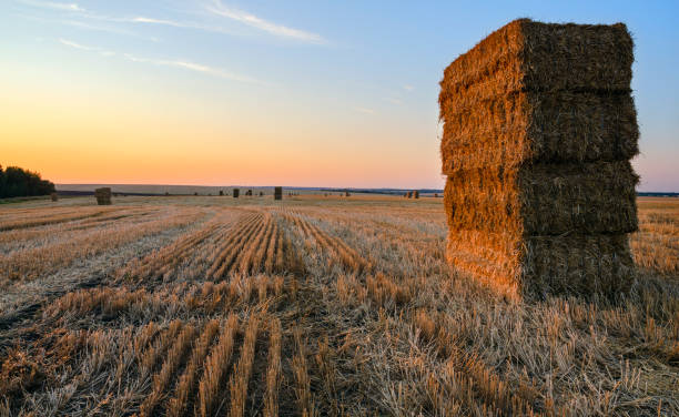 istock Rectangular haystacks on the empty agricultural field after harvesting illuminated by the warm light of setting sun. 1085714026