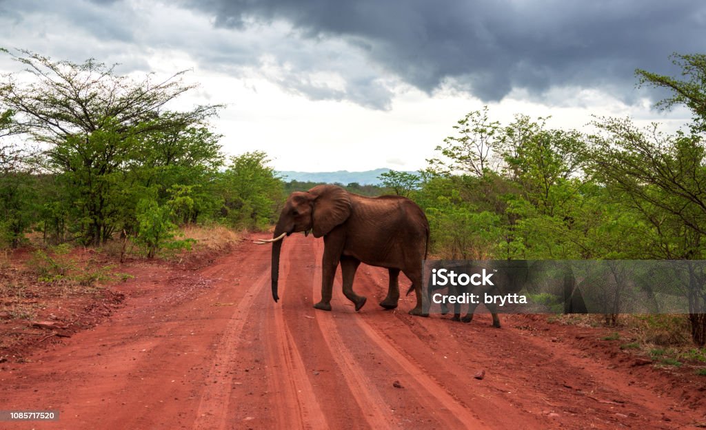 Elephant mother and baby crossing the red dirt road Ominous sky and red dirt road before the rain  in the Kariba region of Zimbabwe. Road Stock Photo