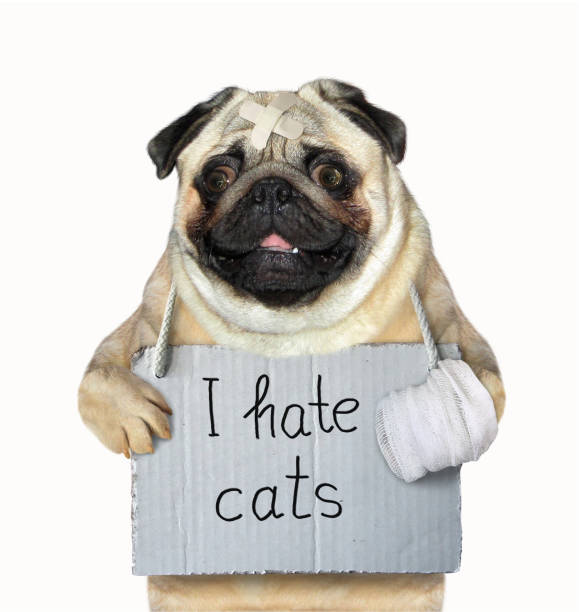 istock Dog hates the cats 1085717786