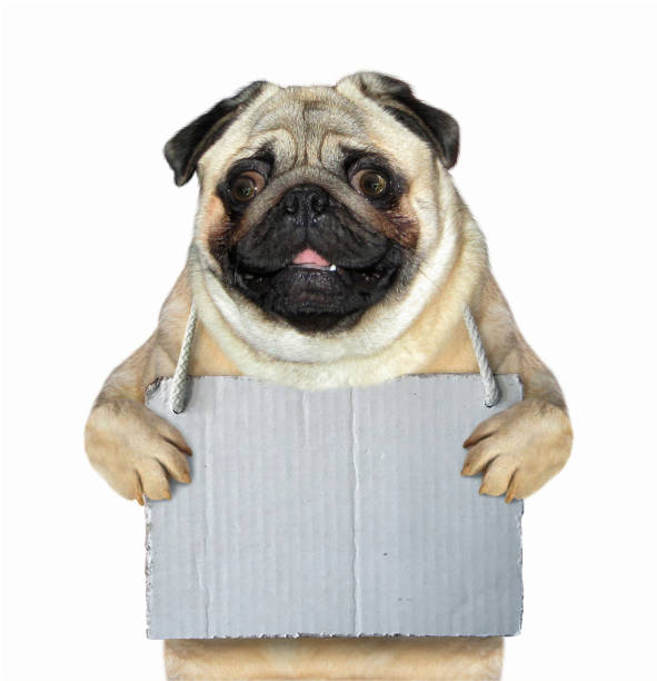 istock Dog with a blank sign 1085717816