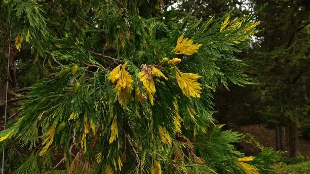 Calocedrus Decurrens "Aureovariegata".
Lush sprays of golden yellow foliage, scattered irregularly throughout the green foliage.
Green cones elegantly hanging from Incense cedar branches.
Need-shaped, scale-like leaves are reminiscent of thujas and cypresses.