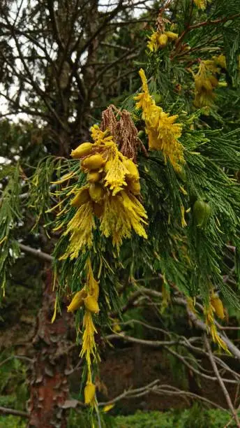 Incense cedar sprays of needle-shaped, rich green leaves & cones contrast well with scattered, entirely bright golden leaves & cones.
Bright yellow at the tips of the green branches with pendulous, small green & yellow cones add a festive, ornamental effect.
Calocedrus Decurrens "Aureovariegata" is a beautiful variety of cedar.
