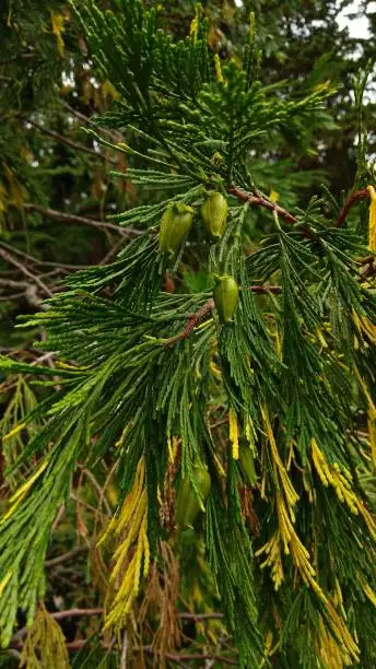 Incense Cedar leaves basic colour is green and some leaves are rich yellow, adding a festive, ornamental effect.
Green cones at the tip of a branch with green & golden yellow foliage.
Calocedrus Decurrens "Aureovariegata" leaves resemble thujas & cypresses.